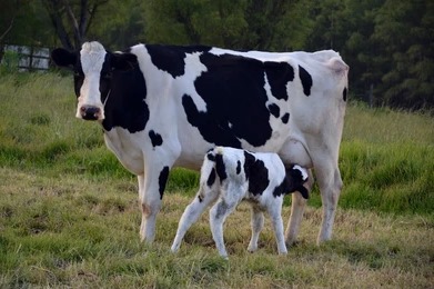 Cattle Products